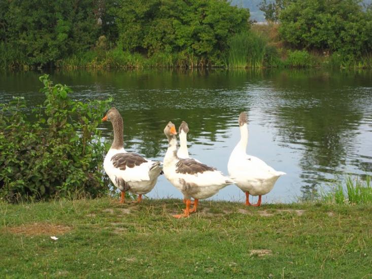 Дем'янів з panoramio.com - Демьянов