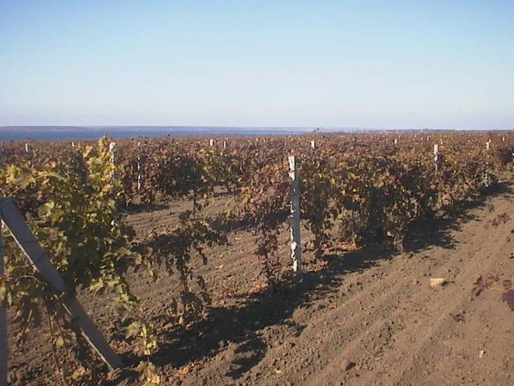 Ленінка з panoramio.com - Ленінка