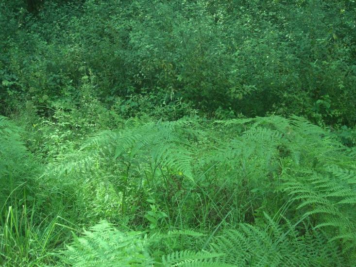 Рудня-Новенька з panoramio.com - Рудня-Новенька