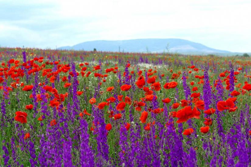 Насипне з panoramio.com - Насипне