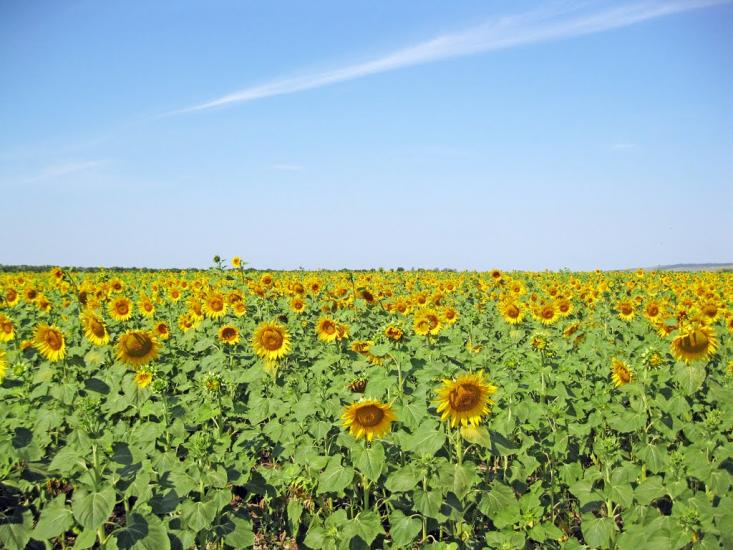Збірне з panoramio.com - Сборное
