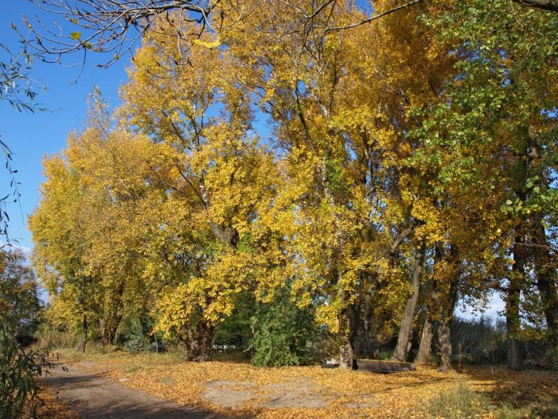Сухолужжя з panoramio.com - Сухолужжя