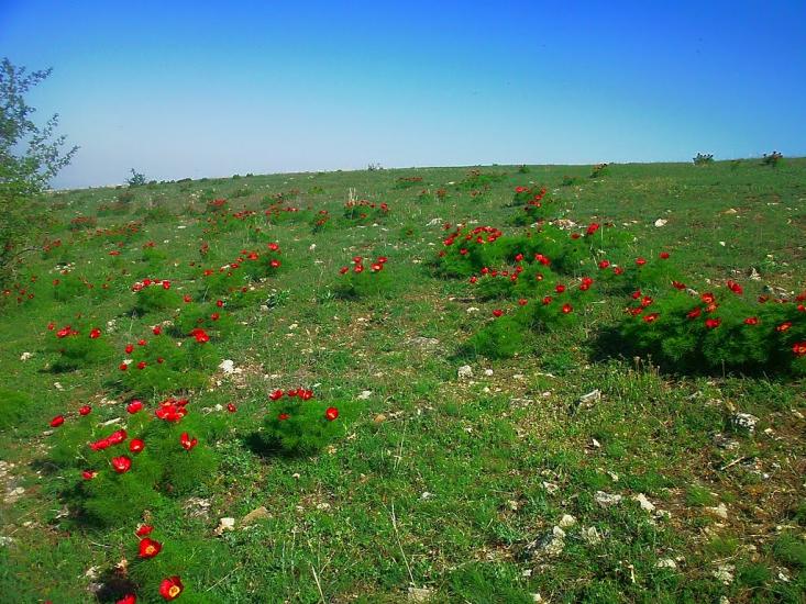 Лазарівка з panoramio.com - Lazarivka