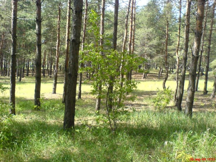 Борівське з panoramio.com - Боровское