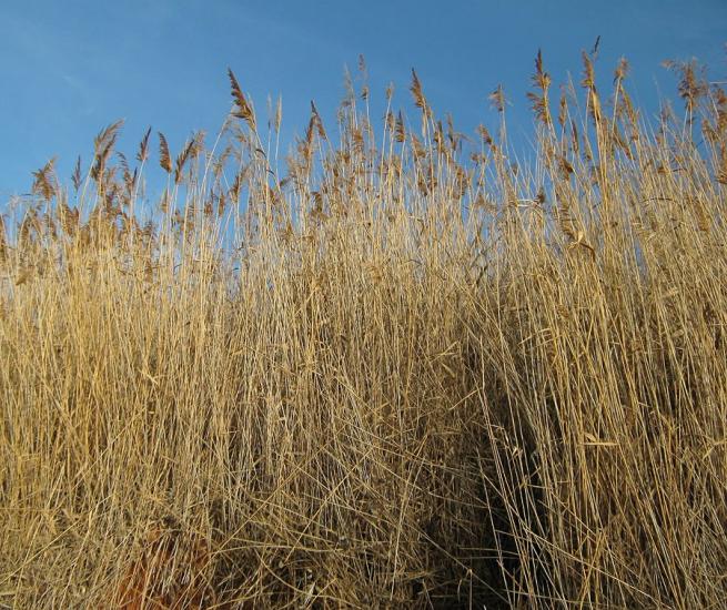 Любимівка з panoramio.com - Любимовка
