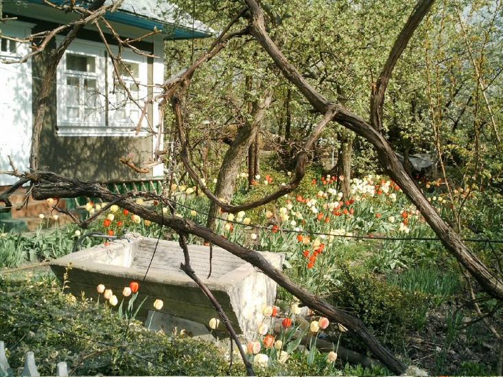 Подвір'ївка з panoramio.com - Подворьевка