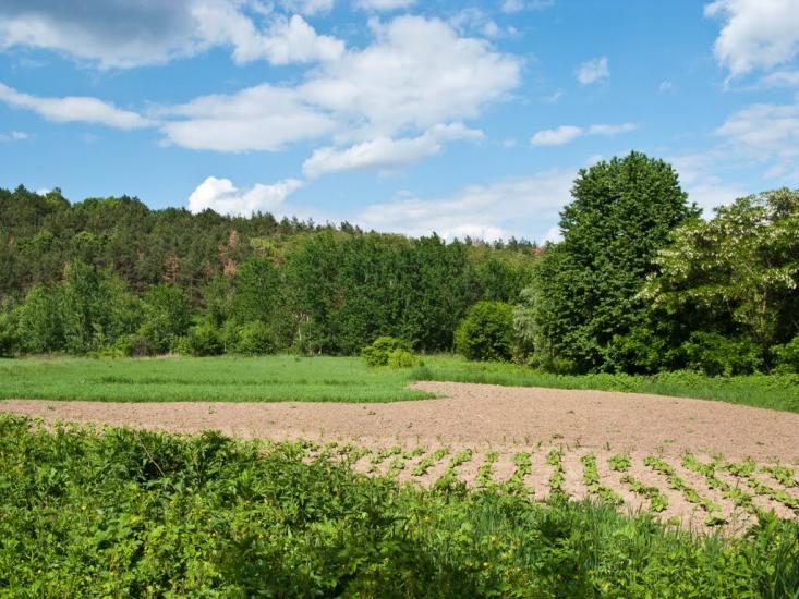 Григорівка з panoramio.com - Григоровка