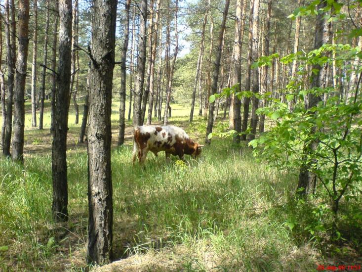 Борівське з panoramio.com - Борівське