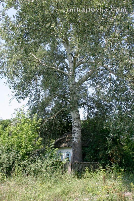 Михайлівка з panoramio.com - Михайлівка