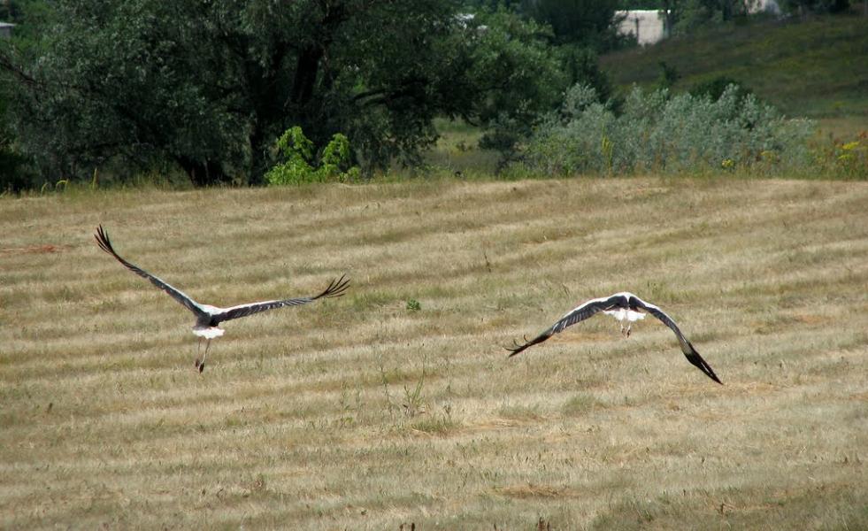 Шелудьківка з panoramio.com - Sheludkivka