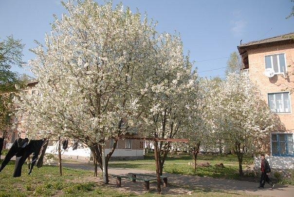 Узин з panoramio.com - Узин