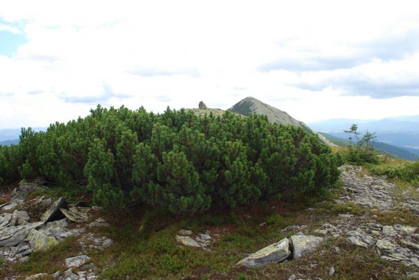 Черник з panoramio.com - Черник