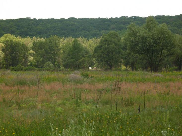 Приліпка з panoramio.com - Прилипка