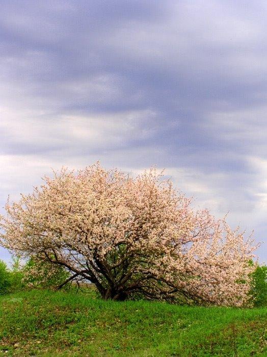 Привілля з panoramio.com - Приволье