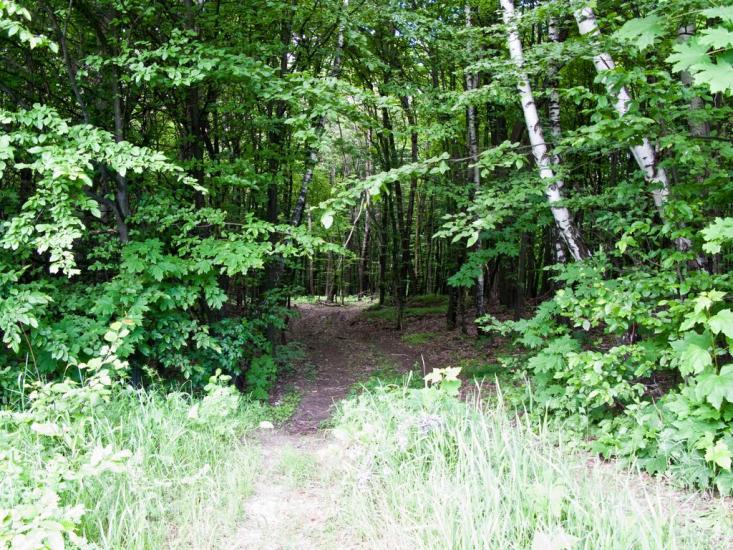 Луковиця з panoramio.com - Луковица