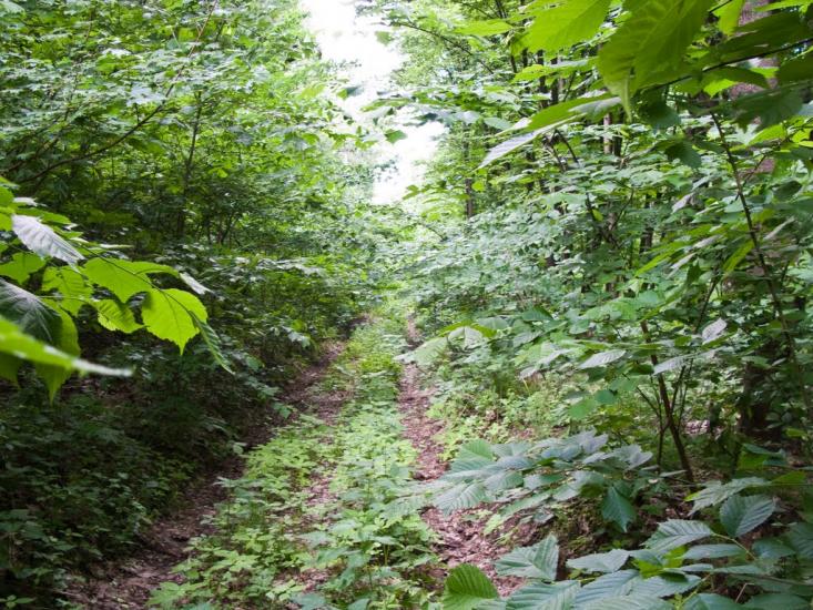 Луковиця з panoramio.com - Луковица