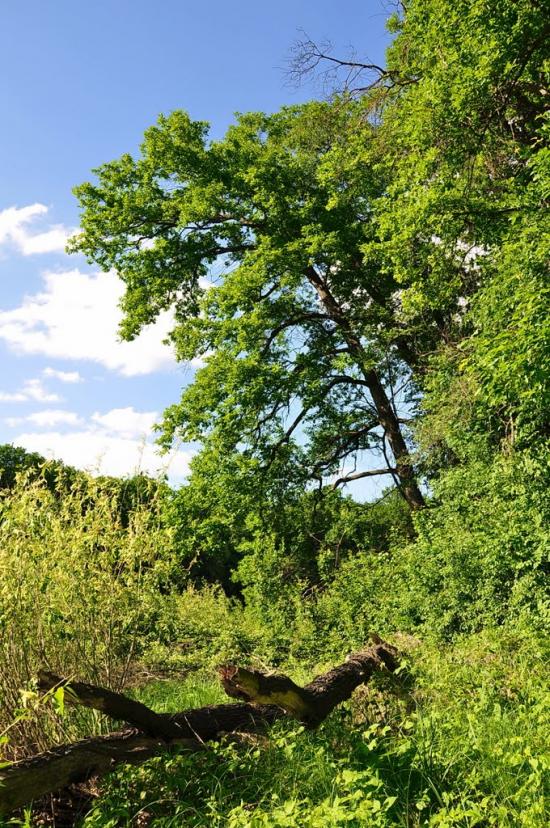 Шипилівка з panoramio.com - Shypylivka