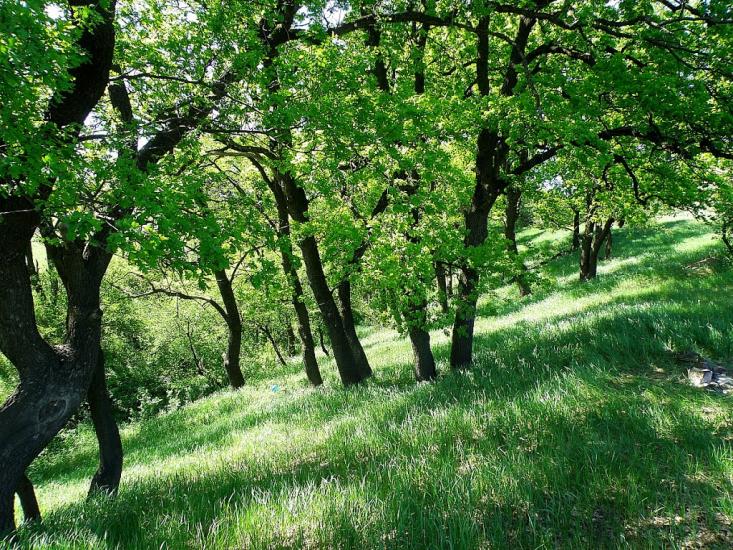 Садовий з panoramio.com - Садовый