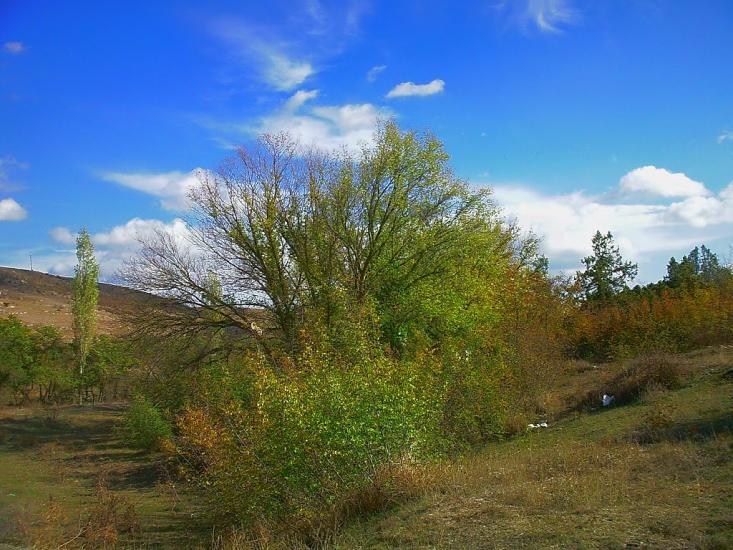 Рєпіне з panoramio.com - Рєпіне