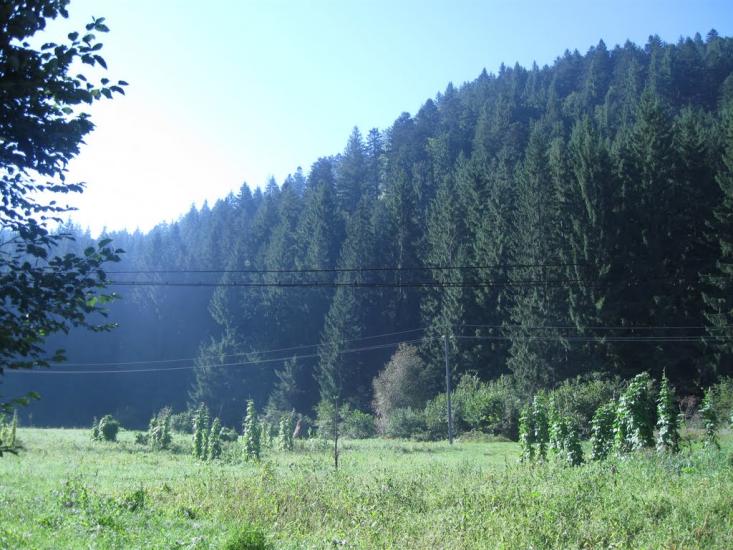 Сойми з panoramio.com - Soymy