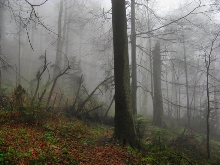Карпатське з panoramio.com - Карпатське