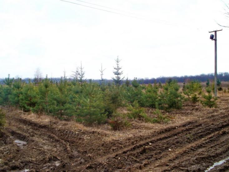 Бережне з panoramio.com - Бережное