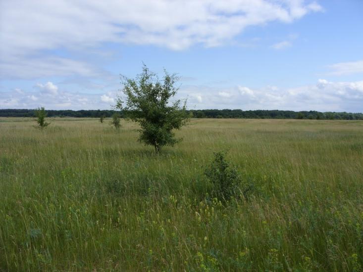 Приліпка з panoramio.com - Прилипка
