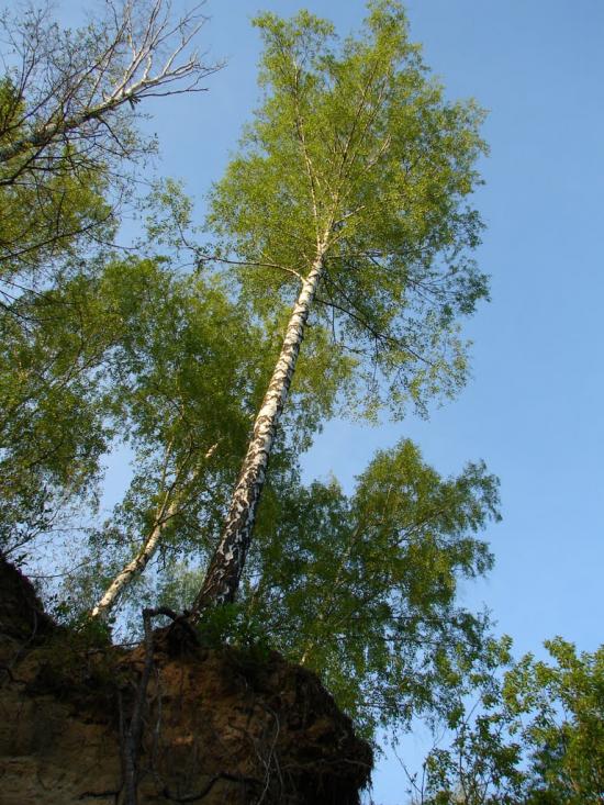 Новий Білоус з panoramio.com - Новий Білоус