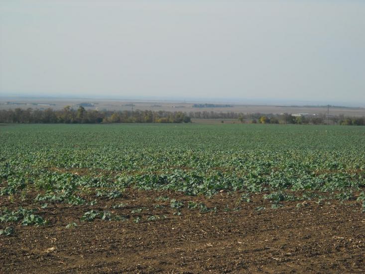 Дубки з panoramio.com - Дубки