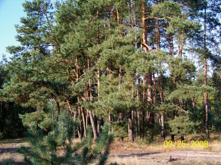 Пулемець з panoramio.com - Pulemets