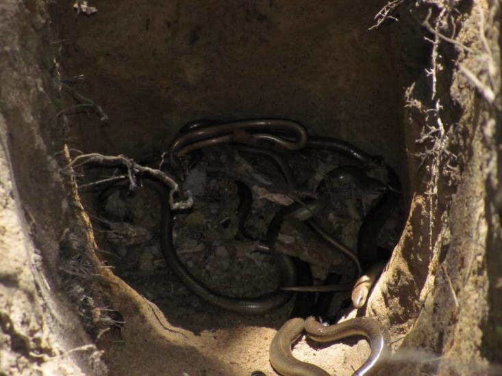 Черемошне з panoramio.com - Черемошне