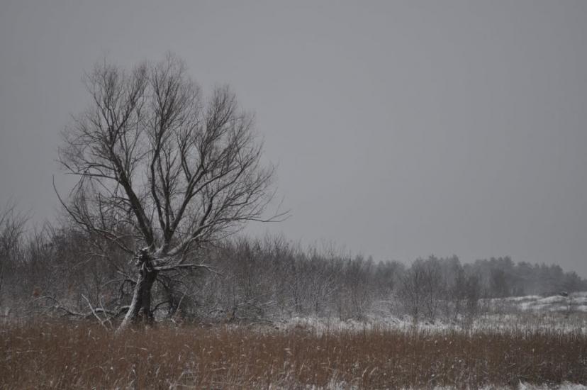Саги з panoramio.com - Саги