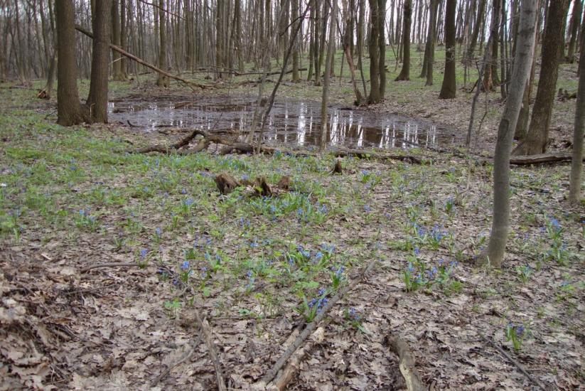 Бездрик з panoramio.com - Бездрик