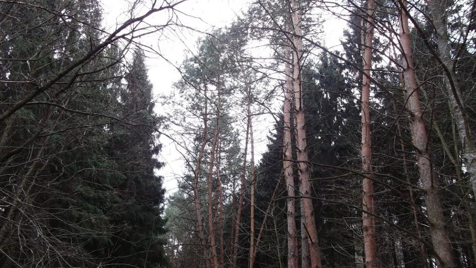 Битиця з panoramio.com - Битица