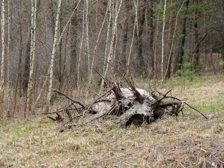 Ярова з panoramio.com - Ярова