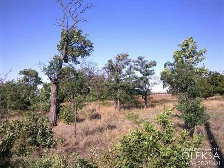 Віліне з panoramio.com - Віліне