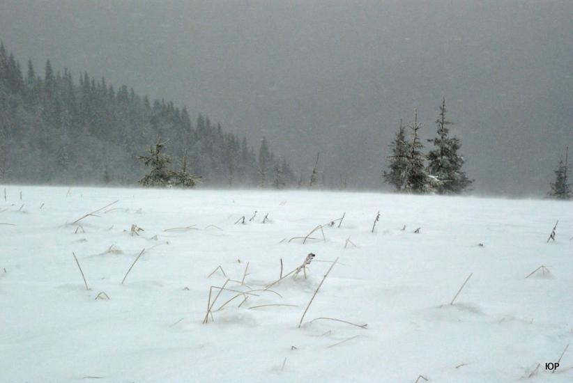 Стебний з panoramio.com - Стебний