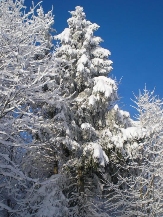 Їжівці з panoramio.com - Yizhivtsi