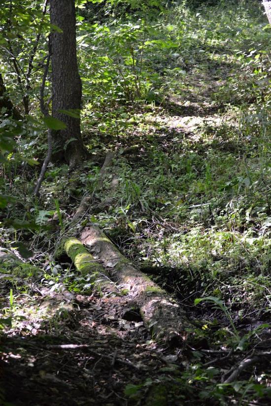 Грабовське з panoramio.com - Грабовское