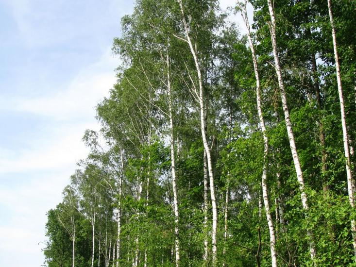 Циркуни з panoramio.com - Циркуни