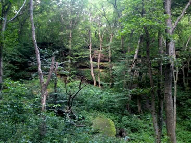 Слобода-Бушанська з panoramio.com - Слобода-Бушанская