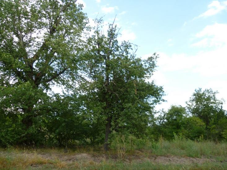 Мареничі з panoramio.com - Мареничі