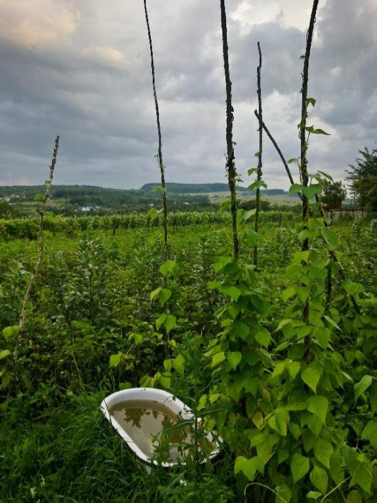 Михальча з panoramio.com - Mykhalcha