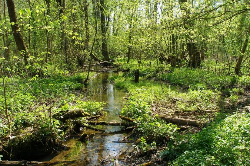 Вакалівщина з panoramio.com - Вакаловщина
