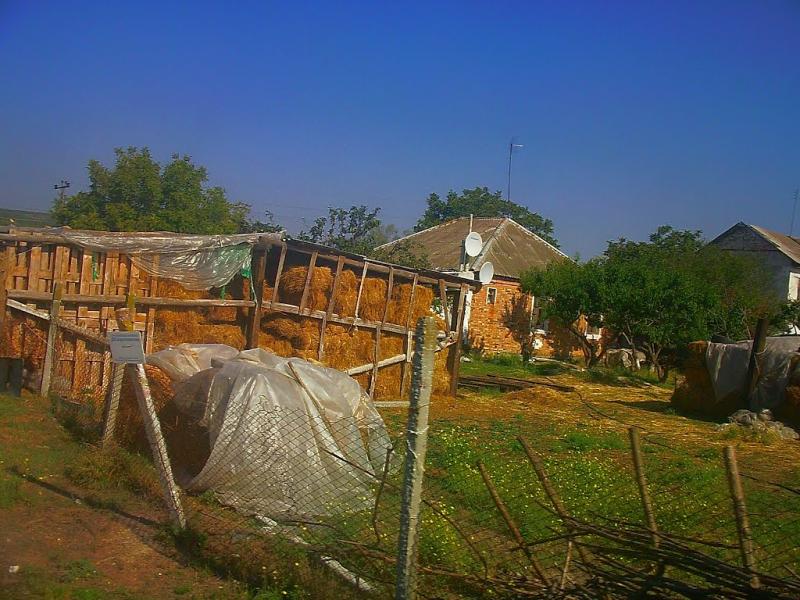 Сирень з panoramio.com - Сирень