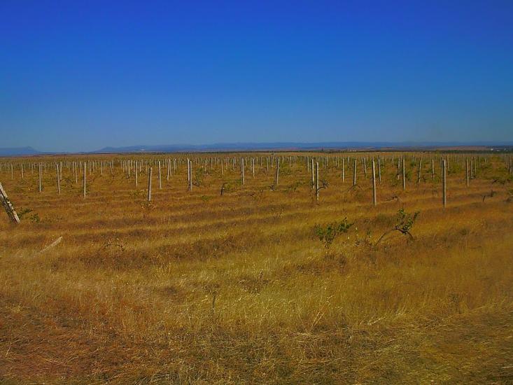 Берегове з panoramio.com - Берегово