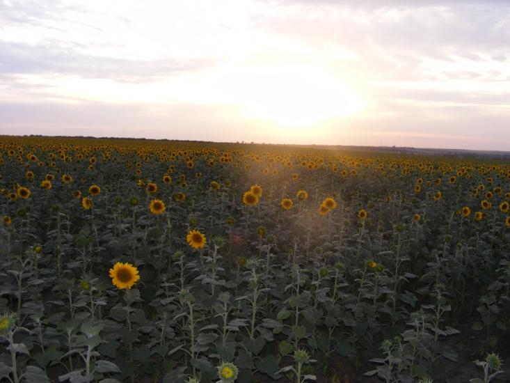 Любопіль з panoramio.com - Любопіль