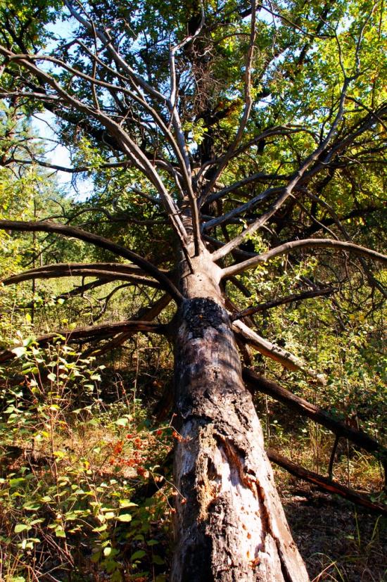 Знаменівка з panoramio.com - Znamenivka