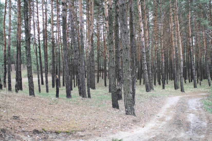 Новокомсомольське з panoramio.com - Новокомсомольское