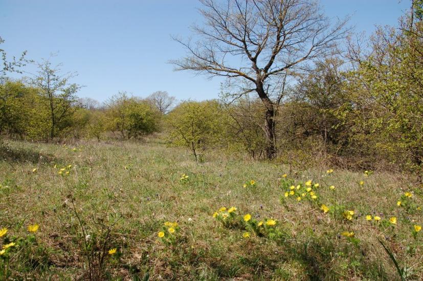 Ароматне з panoramio.com - Ароматное